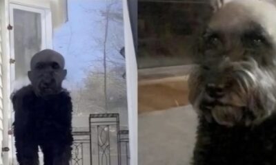 I Shaved My Dog’s Head, Now I Can’t Sleep - See His Before Photos and What Really Happened