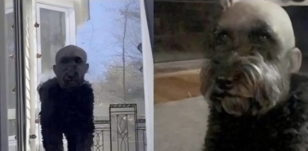 I Shaved My Dog’s Head, Now I Can’t Sleep - See His Before Photos and What Really Happened