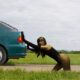 Taylor Swift Pushes car