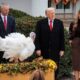 Commotion at the White House: A Thanksgiving turkey gets loose and suddenly flies onto President Trump’s head during the annual pardoning ceremony — the viral video has now exploded into memes